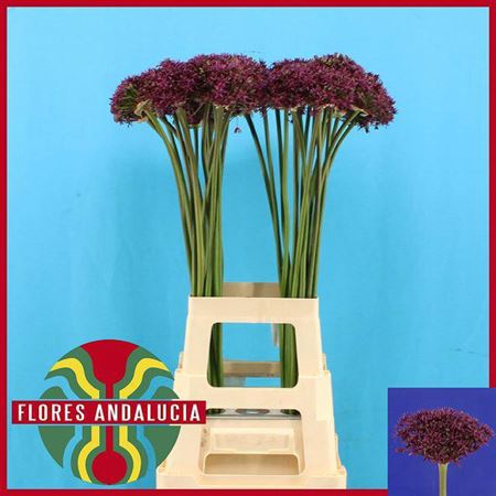 <h4>Allium Cherry 85cm</h4>