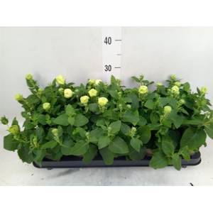 Platycodon grand. 'Astra White'