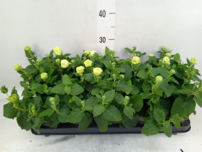 <h4>Platycodon grand. 'Astra White'</h4>