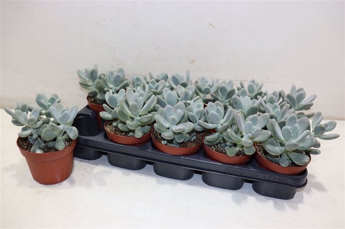 Pachyphytum Oviferum