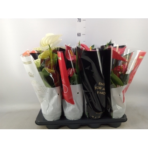 Anthurium   ...mix