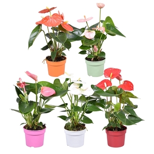 Anthurium ''Just perfection®'' XL-Flowers mix