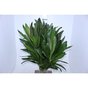 FOLHAGEM DRACENA VERDE