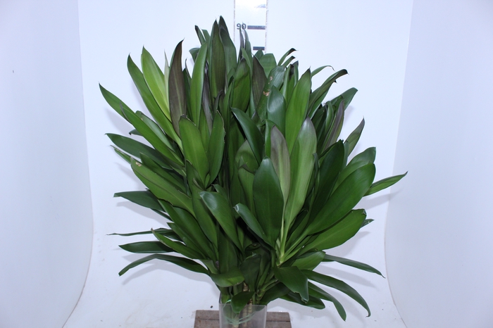 FOLHAGEM DRACENA VERDE