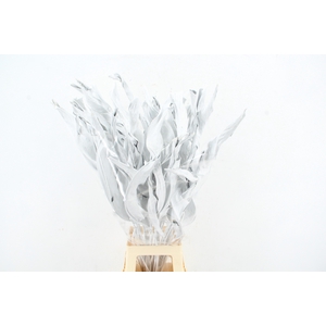 DF Strelitzia Leaf White