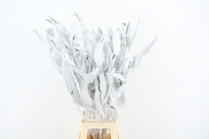 <h4>DF Strelitzia Leaf White</h4>