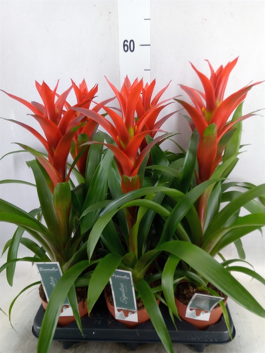 <h4>Guzmania  'Ostara'</h4>