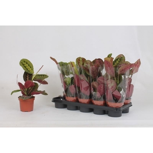 !! PROMO !! MARANTA FASCINATOR