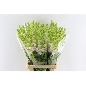 Antirrhinum Maryland Appleblossom