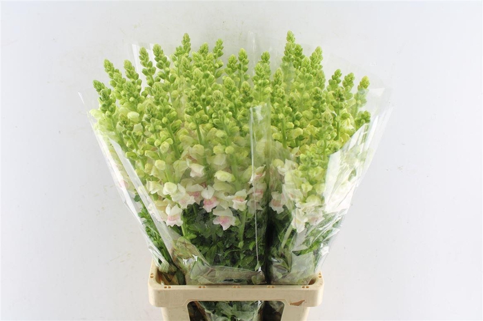 <h4>Antirrhinum Maryland Appleblossom</h4>