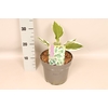 vaste planten 19 cm  Hosta Patriot afd. 1