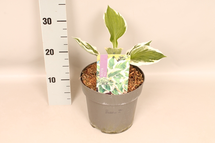 vaste planten 19 cm  Hosta Patriot afd. 1