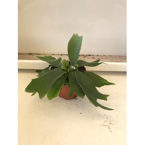 PLATYCERIUM BIFURCATUM