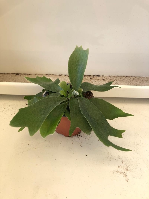 <h4>PLATYCERIUM BIFURCATUM</h4>