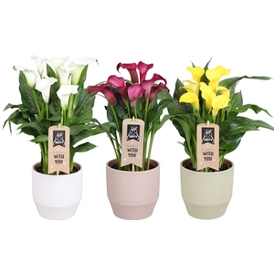 Zantedeschia gemengd Calla mix in Jady keramiek