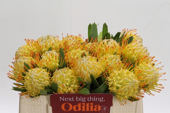 <h4>Nutans Cuneiforme</h4>