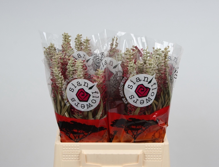 <h4>GREVI MISTY RED</h4>