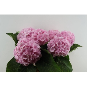 Hydr M Verena Pink 80-19