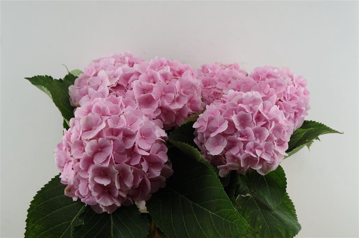 <h4>Hydr M Verena Pink 80-19</h4>