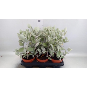 Kalanchoe NF   ...