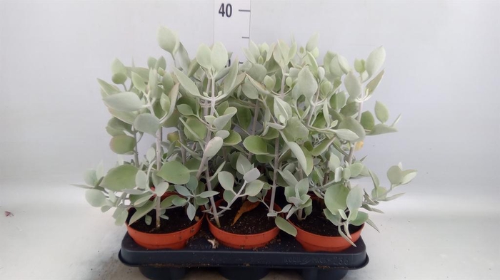 <h4>Kalanchoe NF   ...</h4>