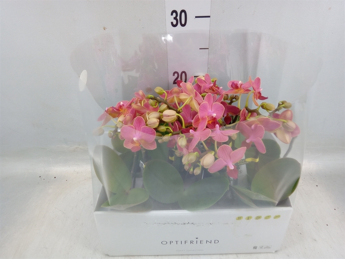 <h4>Phalaenopsis multi.   ...orange</h4>