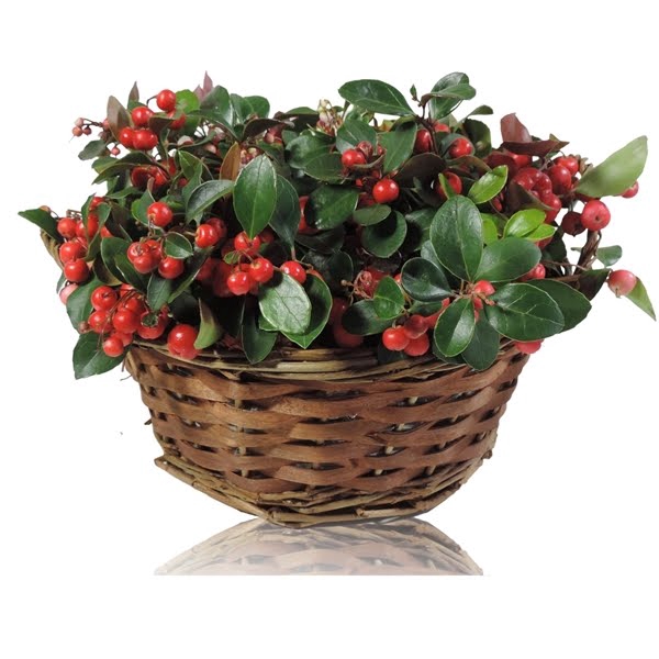 <h4>Collectie Hanoi Gaultheria Big Berry in Mand 25 cm</h4>