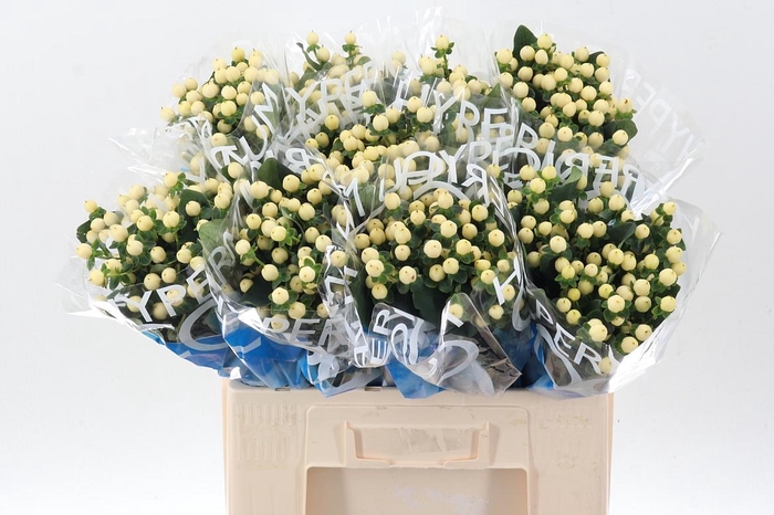 <h4>Hyp Coco Bellimo</h4>