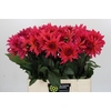 Dahlia Pink Punk