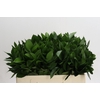 Ruscus Hypophyllum