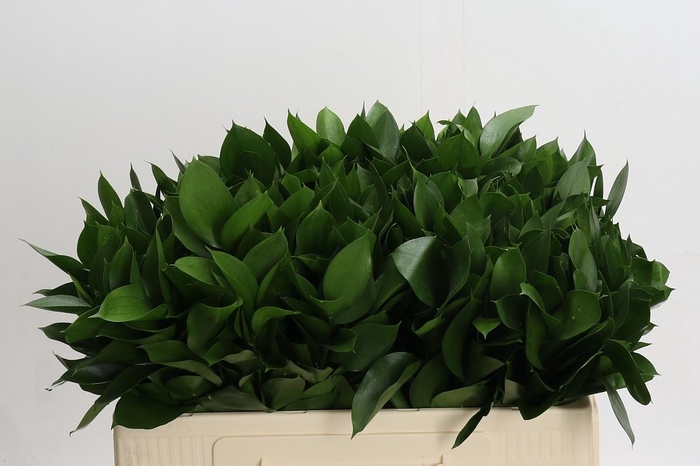 <h4>Ruscus Hypophyllum</h4>