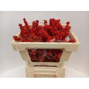Ilex verticillata brit buys