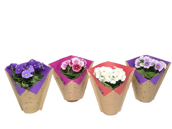 <h4>PRIM OB TM GEM</h4>