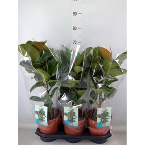Ficus elastica 'Cloe'