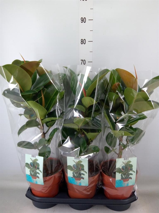 <h4>Ficus elastica 'Cloe'</h4>