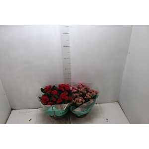 KALANCHOE DOBRADO C21