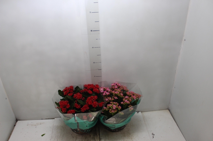 <h4>KALANCHOE DOBRADO C21</h4>