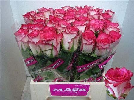 <h4>R Gr Double Date!</h4>