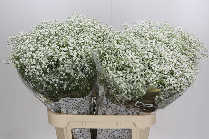 Gyps Zinzi Discovery