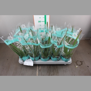 ALOE VERA