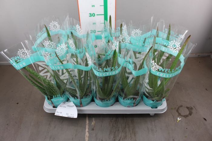 ALOE VERA