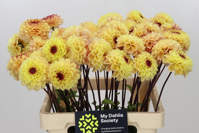 <h4>Dahlia Yellow Jill</h4>