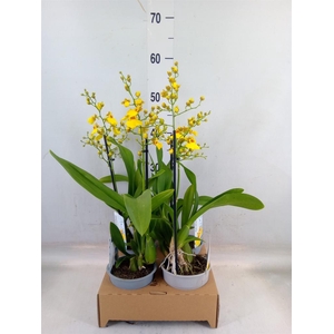 Oncidium   ...