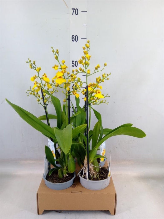 <h4>Oncidium   ...</h4>