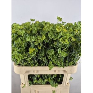 BUPLEURUM ROTUNDIFOL NATURE