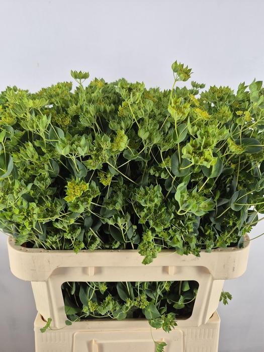 <h4>BUPLEURUM ROTUNDIFOL NATURE</h4>