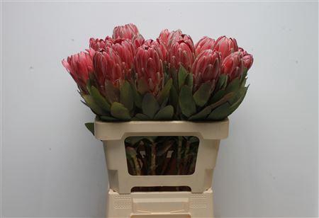 <h4>Protea Sharon</h4>