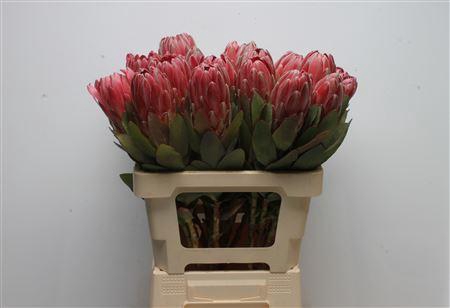 <h4>Protea Sharon</h4>