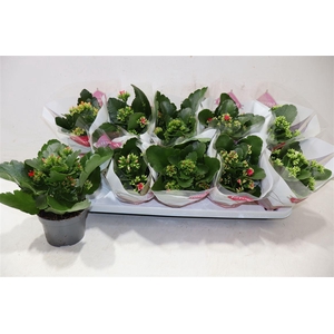 arr8 Kal En Gem 5 Kl