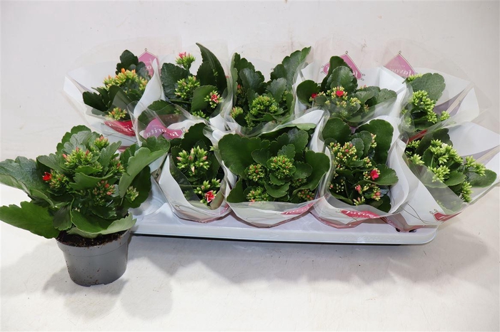 <h4>arr8 Kal En Gem 5 Kl</h4>